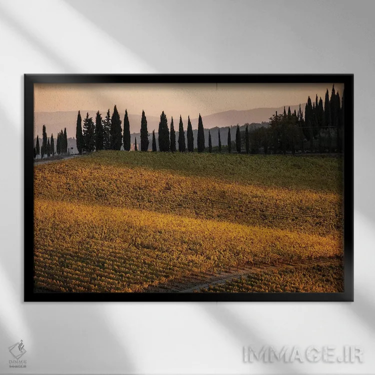 تابلو دکوراتیو Tuscany, Vineyard, Late Light,ایتالیا، توسکانی، تاکستان، نو… اثر جورج تئودور - نمای قابدار مشکی