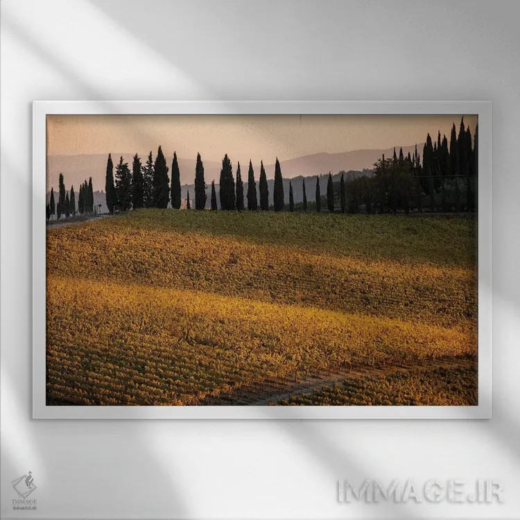 تابلو دکوراتیو Tuscany, Vineyard, Late Light,ایتالیا، توسکانی، تاکستان، نو… اثر جورج تئودور - نمای قابدار سفید