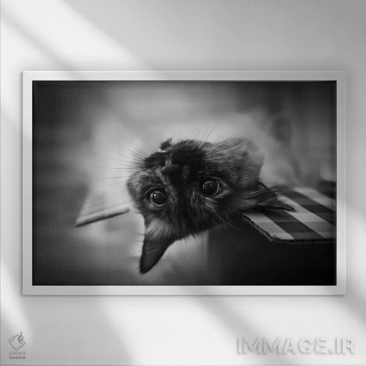 تابلو دکوراتیو سر و ته اثر لیا گوئو - نمای قابدار سفید