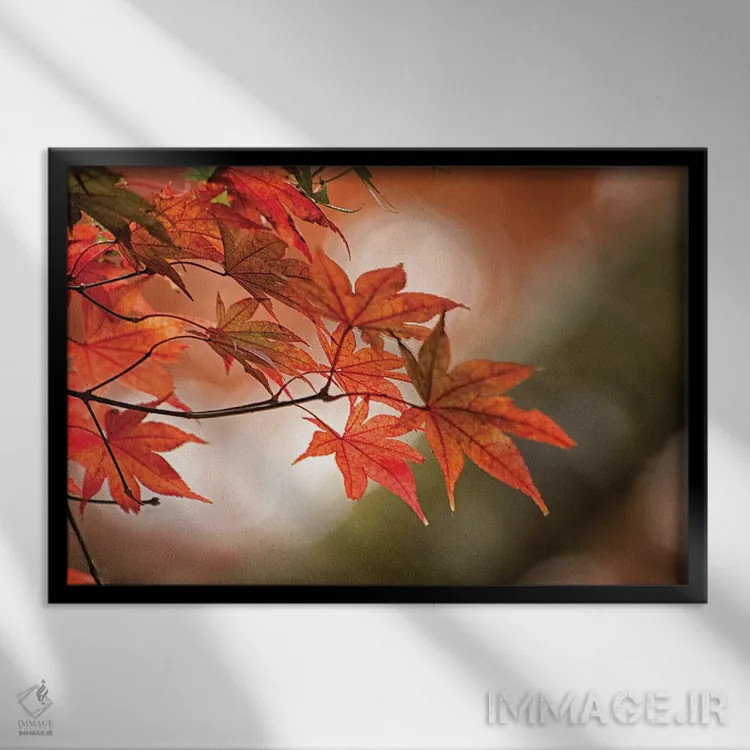 تابلو دکوراتیو برگ های پاییزی افرا ژاپنی از نمای نزدیک اثر شیلا حداد - نمای قابدار مشکی