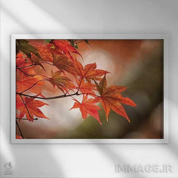 تابلو دکوراتیو برگ های پاییزی افرا ژاپنی از نمای نزدیک اثر شیلا حداد - نمای قابدار سفید