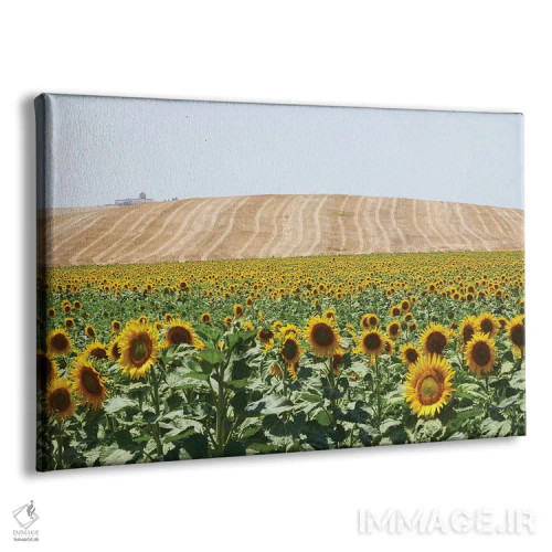 تابلو دکوراتیو آفتابگردان های کادیس اثر استیفن هاجتس - نمای پرسپکتیو محصول