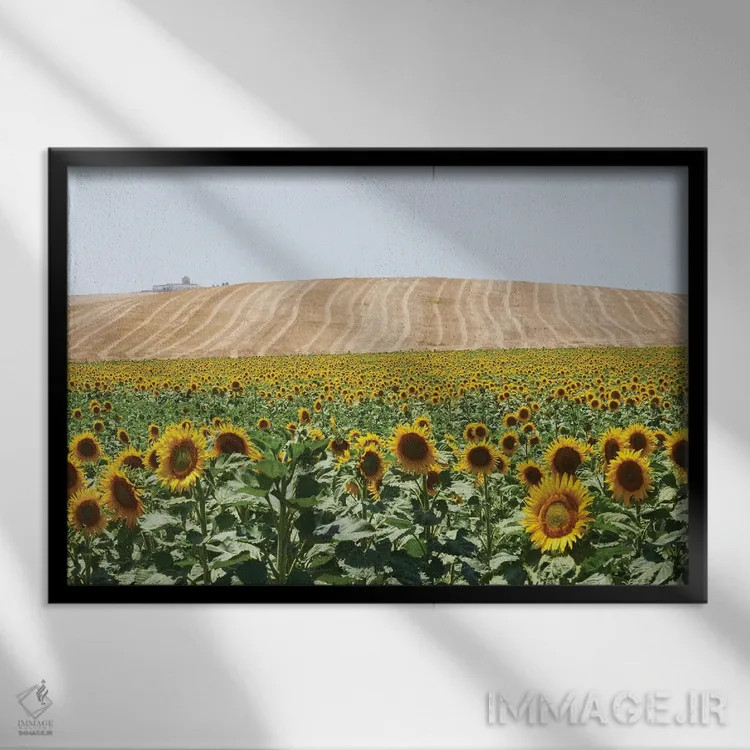 تابلو دکوراتیو آفتابگردان های کادیس اثر استیفن هاجتس - نمای قابدار مشکی