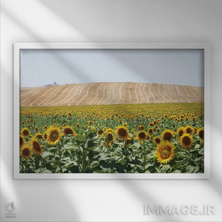 تابلو دکوراتیو آفتابگردان های کادیس اثر استیفن هاجتس - نمای قابدار سفید