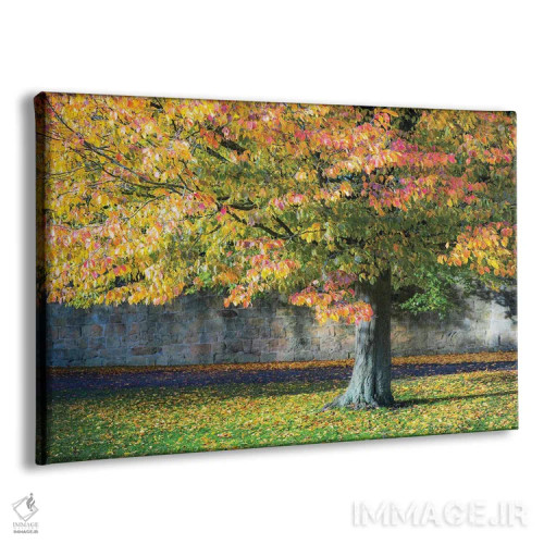 تابلو دکوراتیو درخت پاییزی، انگلستان اثر استیفن هاجتس - نمای پرسپکتیو محصول