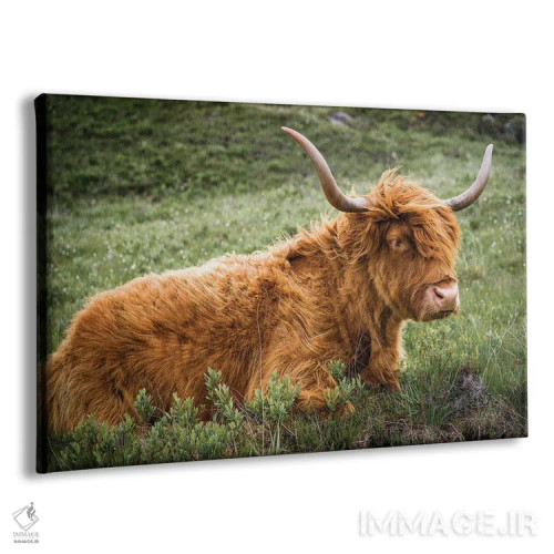 تابلو دکوراتیو گاو هایلند اثر استیفن هاجتس - نمای پرسپکتیو محصول