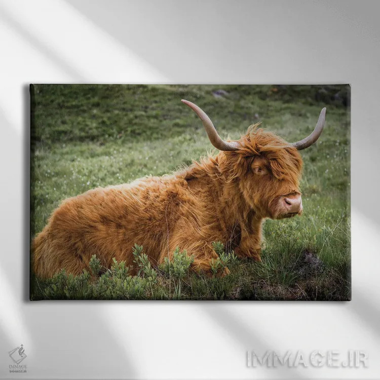 تابلو دکوراتیو گاو هایلند اثر استیفن هاجتس - نمای روبهرو روی دیوار