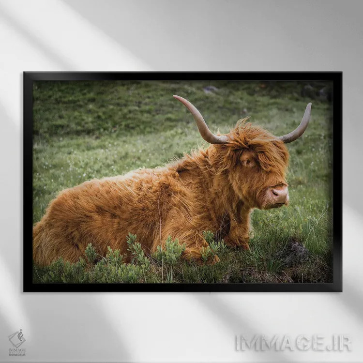 تابلو دکوراتیو گاو هایلند اثر استیفن هاجتس - نمای قابدار مشکی