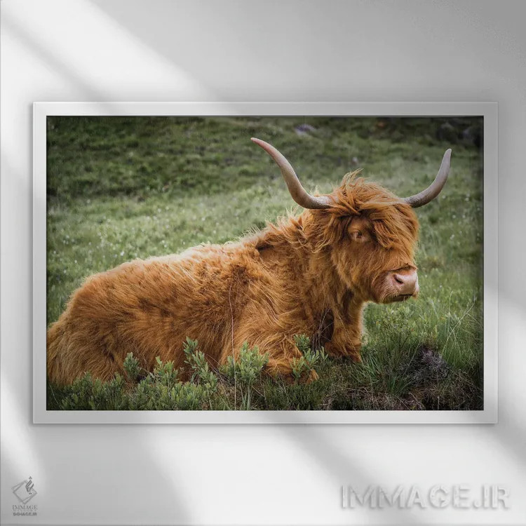 تابلو دکوراتیو گاو هایلند اثر استیفن هاجتس - نمای قابدار سفید