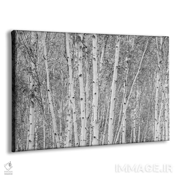 تابلو دکوراتیو درختان آسپن اثر استیفن هاجتس - نمای پرسپکتیو محصول