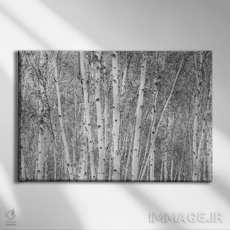 تابلو دکوراتیو درختان آسپن اثر استیفن هاجتس - نمای روبهرو روی دیوار