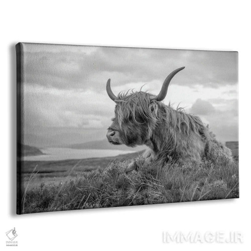 تابلو دکوراتیو گاو هایلند اسکاتلندی اثر استیفن هاجتس - نمای پرسپکتیو محصول