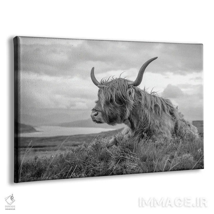 تابلو دکوراتیو گاو هایلند اسکاتلندی اثر استیفن هاجتس - نمای پرسپکتیو محصول