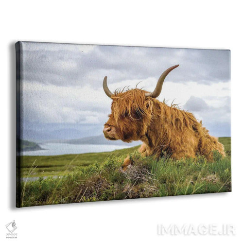 تابلو دکوراتیو گاو هایلند اسکاتلندی اثر استیفن هاجتس - نمای پرسپکتیو محصول