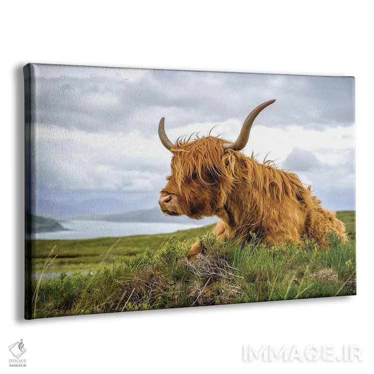 تابلو دکوراتیو گاو هایلند اسکاتلندی اثر استیفن هاجتس - نمای پرسپکتیو محصول