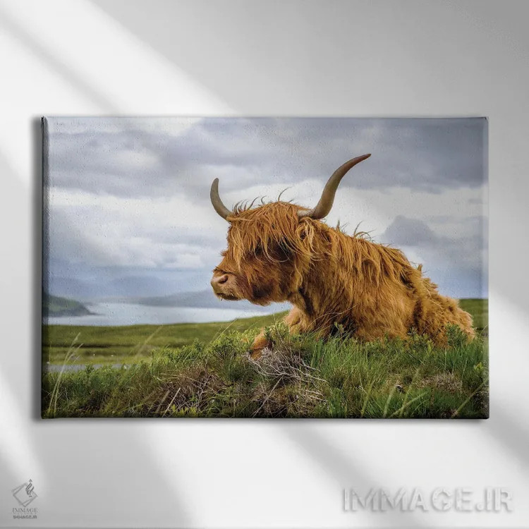 تابلو دکوراتیو گاو هایلند اسکاتلندی اثر استیفن هاجتس - نمای روبهرو روی دیوار