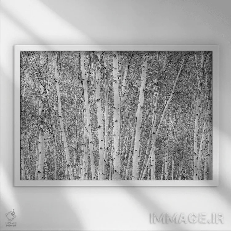 تابلو دکوراتیو درختان آسپن اثر استیفن هاجتس - نمای قابدار سفید