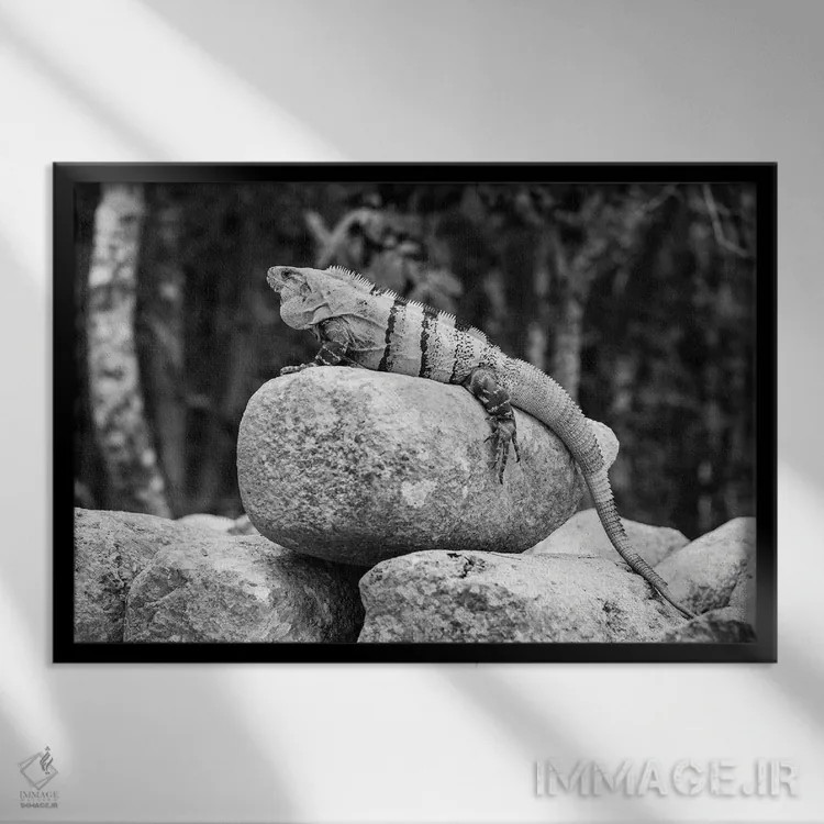 تابلو دکوراتیو ایگوانا اثر استیفن هاجتس - نمای قابدار مشکی