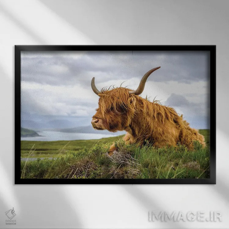 تابلو دکوراتیو گاو هایلند اسکاتلندی اثر استیفن هاجتس - نمای قابدار مشکی