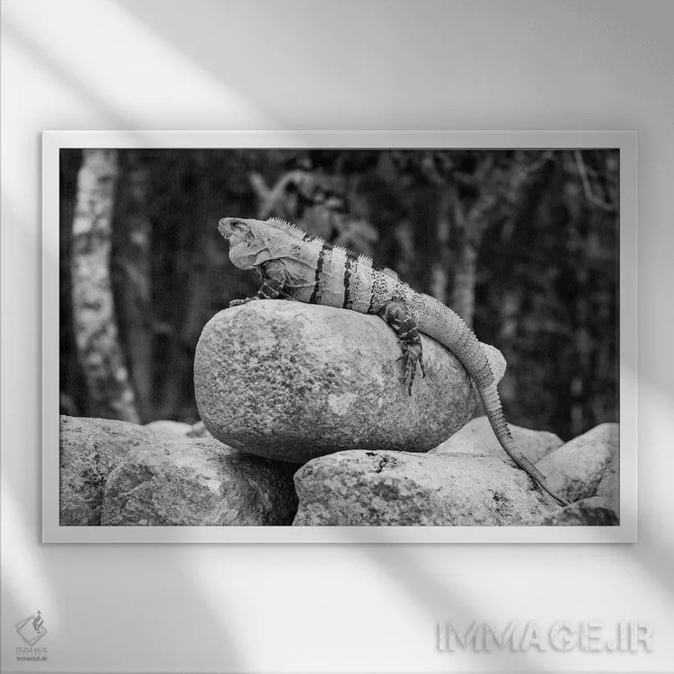 تابلو دکوراتیو ایگوانا اثر استیفن هاجتس - نمای قابدار سفید