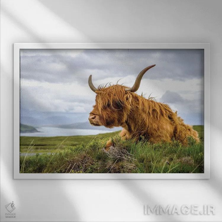 تابلو دکوراتیو گاو هایلند اسکاتلندی اثر استیفن هاجتس - نمای قابدار سفید