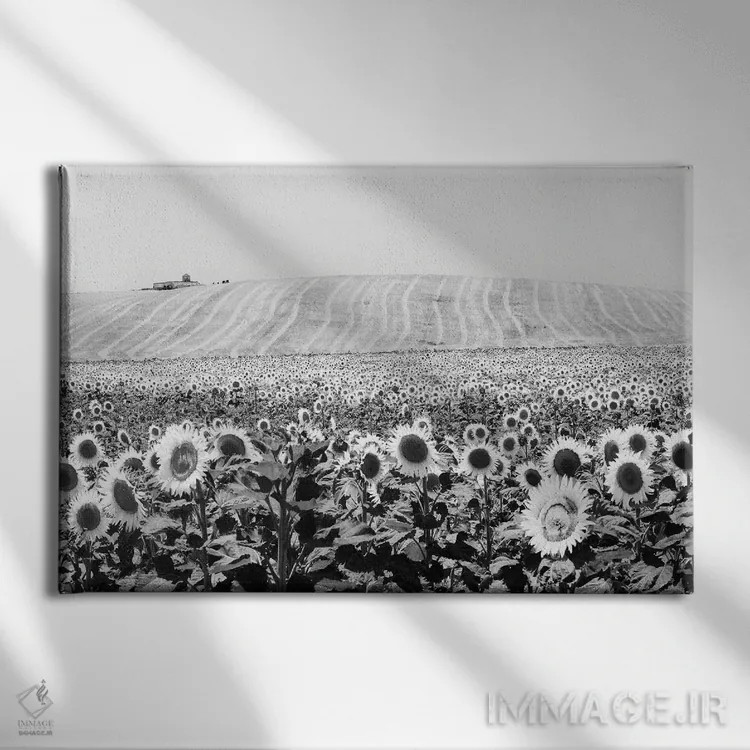 تابلو دکوراتیو مزرعه آفتابگردان کادیز اثر استیفن هاجتس - نمای روبهرو روی دیوار