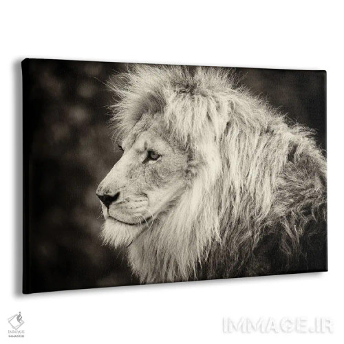 تابلو دکوراتیو شیر نر اثر استیفن هاجتس - نمای پرسپکتیو محصول