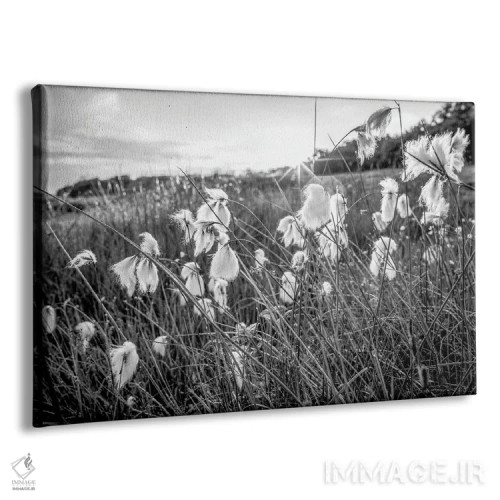 تابلو دکوراتیو پنبه تالابی اسکاتلند اثر استیفن هاجتس - نمای پرسپکتیو محصول