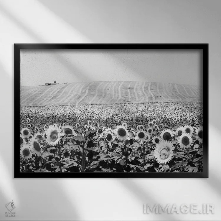 تابلو دکوراتیو مزرعه آفتابگردان کادیز اثر استیفن هاجتس - نمای قابدار مشکی