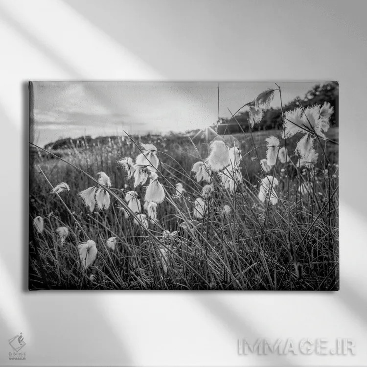 تابلو دکوراتیو پنبه تالابی اسکاتلند اثر استیفن هاجتس - نمای روبهرو روی دیوار