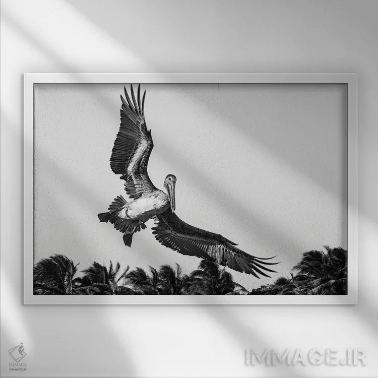 تابلو دکوراتیو پلیکان هنگام فرود آمدن اثر استیفن هاجتس - نمای قابدار سفید