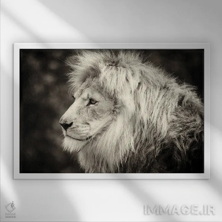 تابلو دکوراتیو شیر نر اثر استیفن هاجتس - نمای قابدار سفید