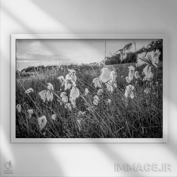 تابلو دکوراتیو پنبه تالابی اسکاتلند اثر استیفن هاجتس - نمای قابدار سفید