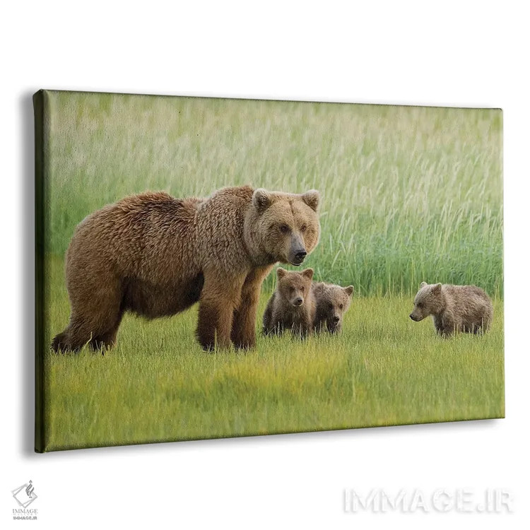 تابلو دکوراتیو Katmai National Park, Alaska,خرس قهوه ای آلاسکایی ماده با سه… اثر هاوی گاربر - نمای پرسپکتیو محصول