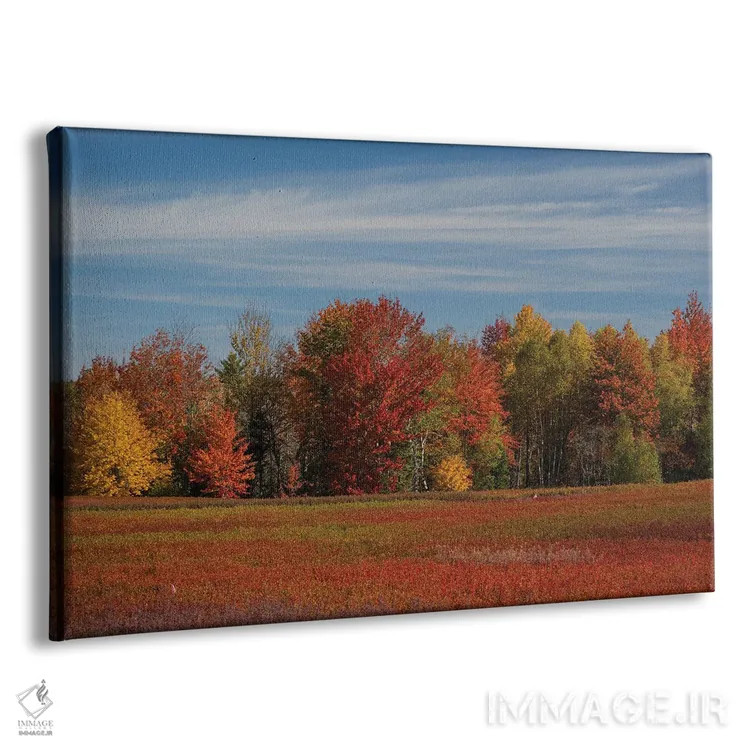 تابلو دکوراتیو Maine. Colorful Fall Foliage And Blueberry Farm Near Cherryf… اثر هاوی گاربر - نمای پرسپکتیو محصول