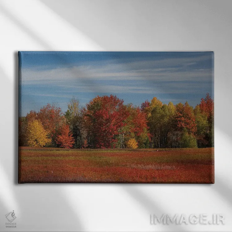 تابلو دکوراتیو Maine. Colorful Fall Foliage And Blueberry Farm Near Cherryf… اثر هاوی گاربر - نمای روبهرو روی دیوار