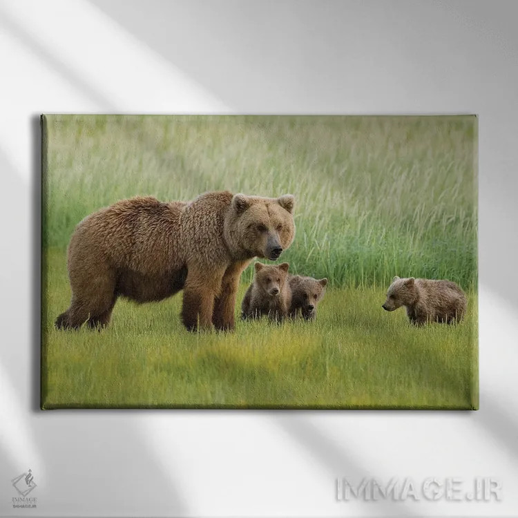 تابلو دکوراتیو Katmai National Park, Alaska,خرس قهوه ای آلاسکایی ماده با سه… اثر هاوی گاربر - نمای روبهرو روی دیوار