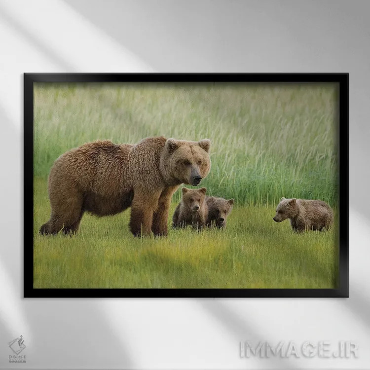 تابلو دکوراتیو Katmai National Park, Alaska,خرس قهوه ای آلاسکایی ماده با سه… اثر هاوی گاربر - نمای قابدار مشکی