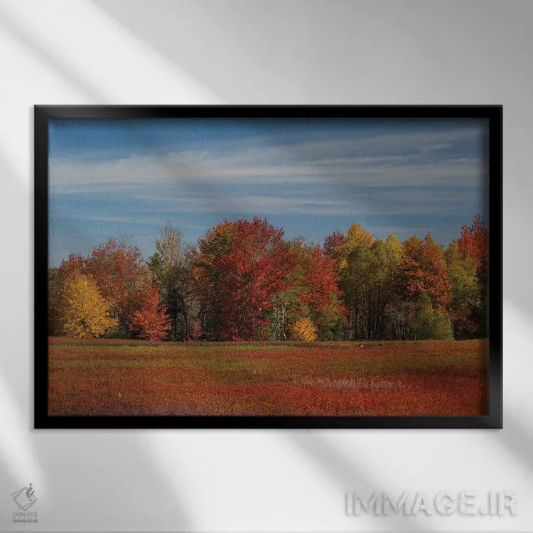 تابلو دکوراتیو Maine. Colorful Fall Foliage And Blueberry Farm Near Cherryf… اثر هاوی گاربر - نمای قابدار مشکی
