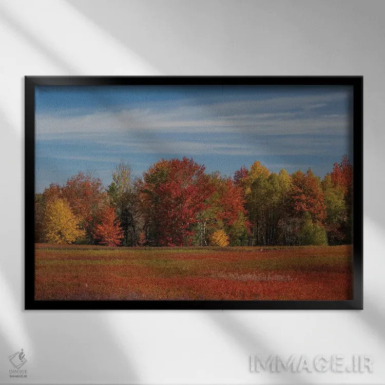 تابلو دکوراتیو Maine. Colorful Fall Foliage And Blueberry Farm Near Cherryf… اثر هاوی گاربر - نمای قابدار مشکی