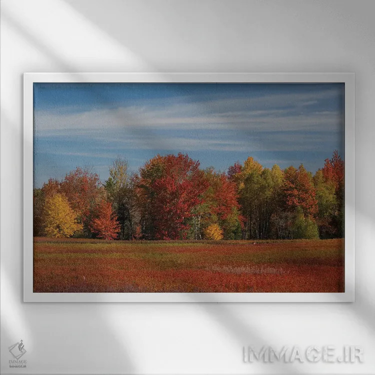 تابلو دکوراتیو Maine. Colorful Fall Foliage And Blueberry Farm Near Cherryf… اثر هاوی گاربر - نمای قابدار سفید