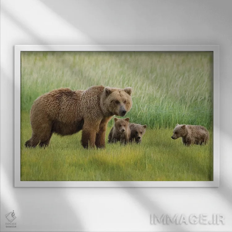 تابلو دکوراتیو Katmai National Park, Alaska,خرس قهوه ای آلاسکایی ماده با سه… اثر هاوی گاربر - نمای قابدار سفید