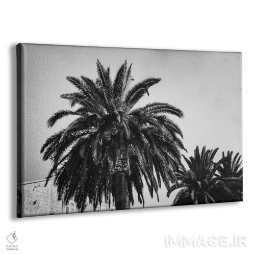 تابلو دکوراتیو نخل های سیاه و سفید اثر سباستین هیلگتاگ - نمای پرسپکتیو محصول