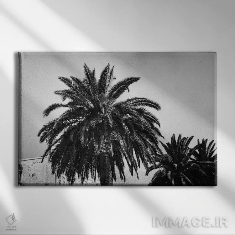 تابلو دکوراتیو نخل های سیاه و سفید اثر سباستین هیلگتاگ - نمای روبهرو روی دیوار