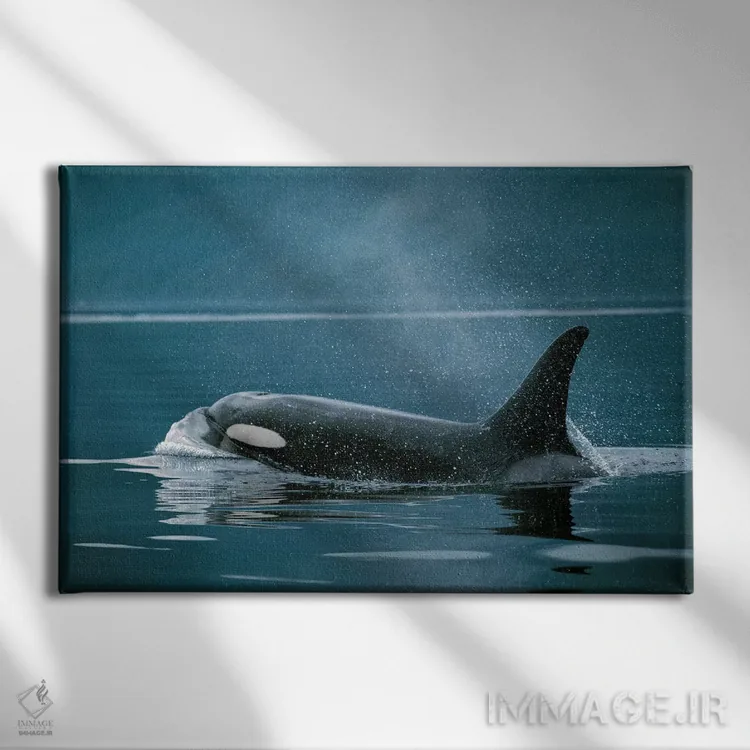 تابلو دکوراتیو Johnstone Strait, British Colombia, Canada,نهنگ قاتل، تن… اثر هیرویا مینکوچی - نمای روبهرو روی دیوار