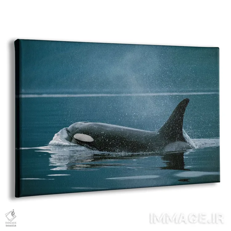 تابلو دکوراتیو Johnstone Strait, British Colombia, Canada,نهنگ قاتل، تن… اثر هیرویا مینکوچی - نمای پرسپکتیو محصول
