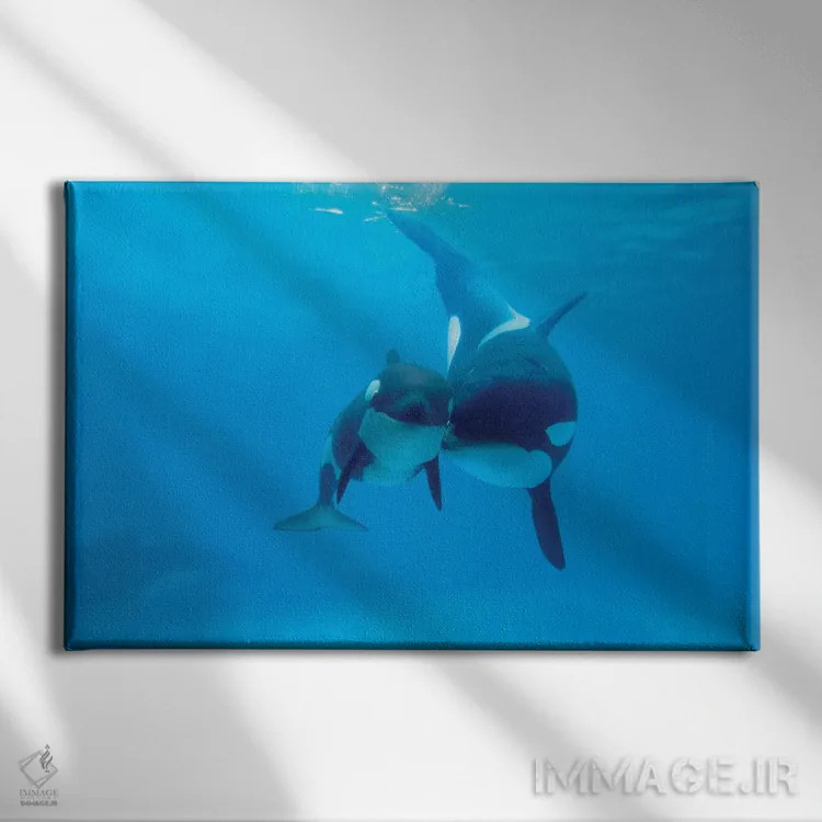 تابلو دکوراتیو Sea World, Kamogawa, Japan,نهنگ قاتل مادر و نوزاد، سی ور… اثر هیرویا مینکوچی - نمای روبهرو روی دیوار