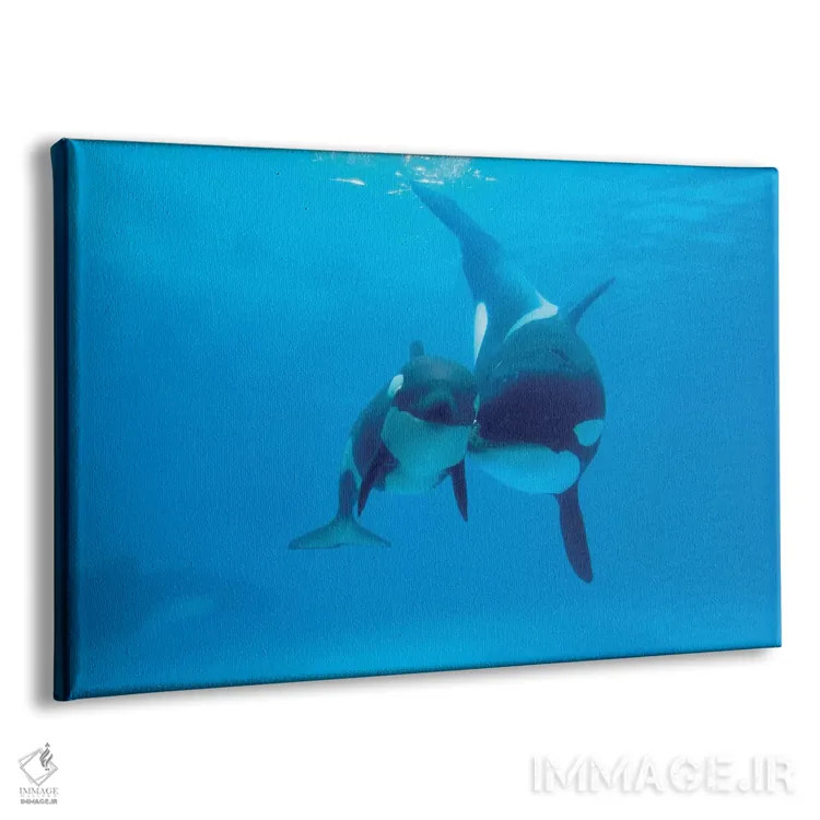 تابلو دکوراتیو Sea World, Kamogawa, Japan,نهنگ قاتل مادر و نوزاد، سی ور… اثر هیرویا مینکوچی - نمای پرسپکتیو محصول