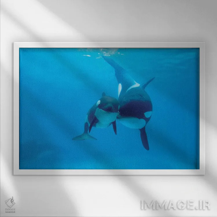 تابلو دکوراتیو Sea World, Kamogawa, Japan,نهنگ قاتل مادر و نوزاد، سی ور… اثر هیرویا مینکوچی - نمای قابدار سفید