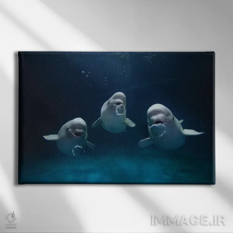 تابلو دکوراتیو Play Behavior, Vulnerable, Shimane Aquarium, Japan I,سه… اثر هیرویا مینکوچی - نمای روبهرو روی دیوار